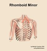 The rhomboid minor muscle of the shoulder - orientation 4
