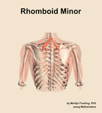 The rhomboid minor muscle of the shoulder - orientation 5
