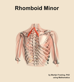 The rhomboid minor muscle of the shoulder - orientation 6