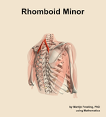 The rhomboid minor muscle of the shoulder - orientation 7