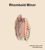 The rhomboid minor muscle of the shoulder - orientation 8