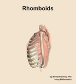 The rhomboids muscle of the shoulder - orientation 1