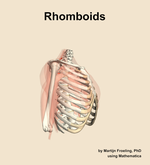 The rhomboids muscle of the shoulder - orientation 10