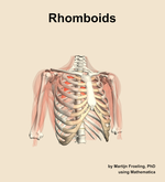 The rhomboids muscle of the shoulder - orientation 12