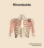 The rhomboids muscle of the shoulder - orientation 13