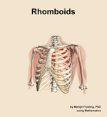 The rhomboids muscle of the shoulder - orientation 14