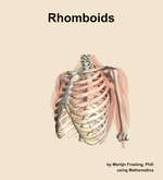 The rhomboids muscle of the shoulder - orientation 15