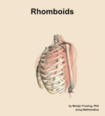 The rhomboids muscle of the shoulder - orientation 16