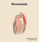 The rhomboids muscle of the shoulder - orientation 2