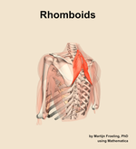 The rhomboids muscle of the shoulder - orientation 3