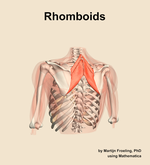 The rhomboids muscle of the shoulder - orientation 4
