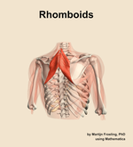 The rhomboids muscle of the shoulder - orientation 6