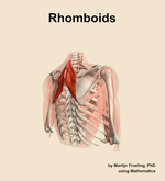 The rhomboids muscle of the shoulder - orientation 7
