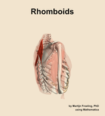 The rhomboids muscle of the shoulder - orientation 8