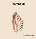 The rhomboids muscle of the shoulder - orientation 9