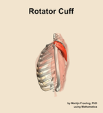 The rotator cuff muscle of the shoulder - orientation 1