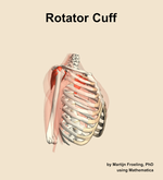The rotator cuff muscle of the shoulder - orientation 10