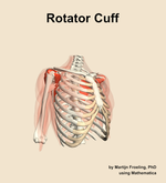 The rotator cuff muscle of the shoulder - orientation 11