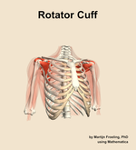 The rotator cuff muscle of the shoulder - orientation 12