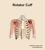 The rotator cuff muscle of the shoulder - orientation 13