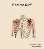 The rotator cuff muscle of the shoulder - orientation 14