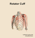 The rotator cuff muscle of the shoulder - orientation 15