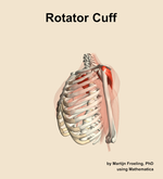 The rotator cuff muscle of the shoulder - orientation 16