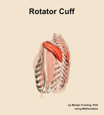 The rotator cuff muscle of the shoulder - orientation 2