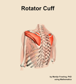 The rotator cuff muscle of the shoulder - orientation 3