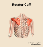The rotator cuff muscle of the shoulder - orientation 4