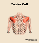 The rotator cuff muscle of the shoulder - orientation 5