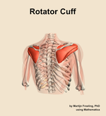 The rotator cuff muscle of the shoulder - orientation 6