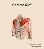 The rotator cuff muscle of the shoulder - orientation 7