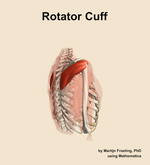 The rotator cuff muscle of the shoulder - orientation 8