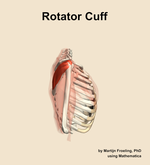 The rotator cuff muscle of the shoulder - orientation 9