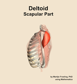 The scapular part of the deltoid muscle of the shoulder - orientation 1