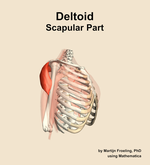 The scapular part of the deltoid muscle of the shoulder - orientation 10