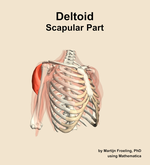 The scapular part of the deltoid muscle of the shoulder - orientation 11