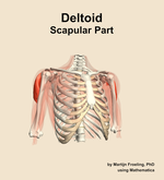 The scapular part of the deltoid muscle of the shoulder - orientation 12