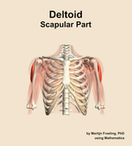 The scapular part of the deltoid muscle of the shoulder - orientation 13