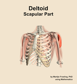 The scapular part of the deltoid muscle of the shoulder - orientation 14