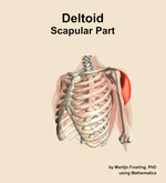 The scapular part of the deltoid muscle of the shoulder - orientation 15