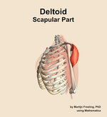 The scapular part of the deltoid muscle of the shoulder - orientation 16