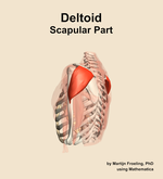 The scapular part of the deltoid muscle of the shoulder - orientation 2