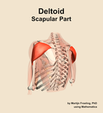 The scapular part of the deltoid muscle of the shoulder - orientation 3