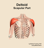 The scapular part of the deltoid muscle of the shoulder - orientation 4