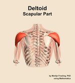 The scapular part of the deltoid muscle of the shoulder - orientation 5