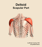 The scapular part of the deltoid muscle of the shoulder - orientation 6