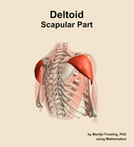 The scapular part of the deltoid muscle of the shoulder - orientation 7
