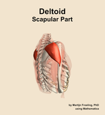 The scapular part of the deltoid muscle of the shoulder - orientation 8